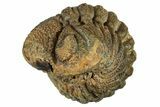 Wide, Enrolled, Morocops Trilobite - Very Pustulous #224264-2
